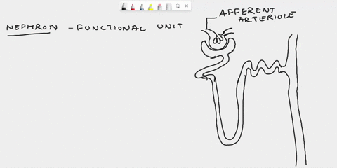 1-describe-the-structure-of-nephronsexplain-what-kind-of-epithelium-you-find-in-each-segment-of-the-nephron-tubuleshow-can-you-relate-the-kind-of-epithelium-with-the-functions-of-the-nephron-73586