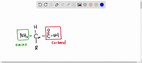 10-draw-the-basic-structure-of-an-amino-acid-and-iabel-the-following-groups-amino-group-carboxyl-group-r-group-carbon_-04127