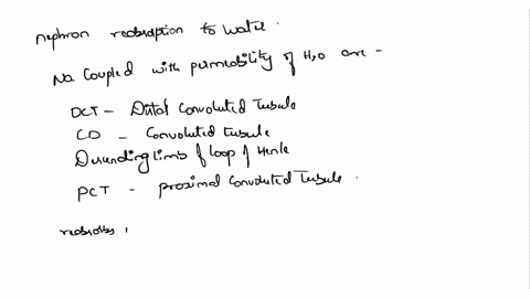 as-we-have-discussed-the-physiology-of-the-nephron-in-which-portions-of-the-nephron-do-we-find-reabsorption-of-sodium-coupled-with-permeability-to-water-distal-convoluted-tubule-collecting-d-90058