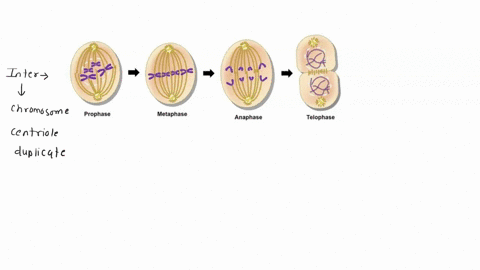 diagram-the-mitosis-process-for-a-diploid-cell-where-2n-4-68229