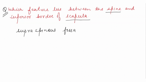 which-feature-lies-between-the-spine-and-superior-border-of-the-scapula-a-suprascapular-notch-b-glen-90807