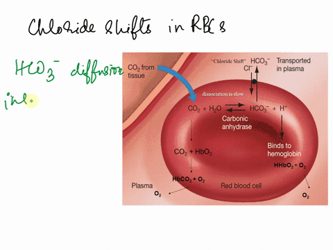 the-chloride-shift-in-red-blood-cells-is-the-movement-of-13951