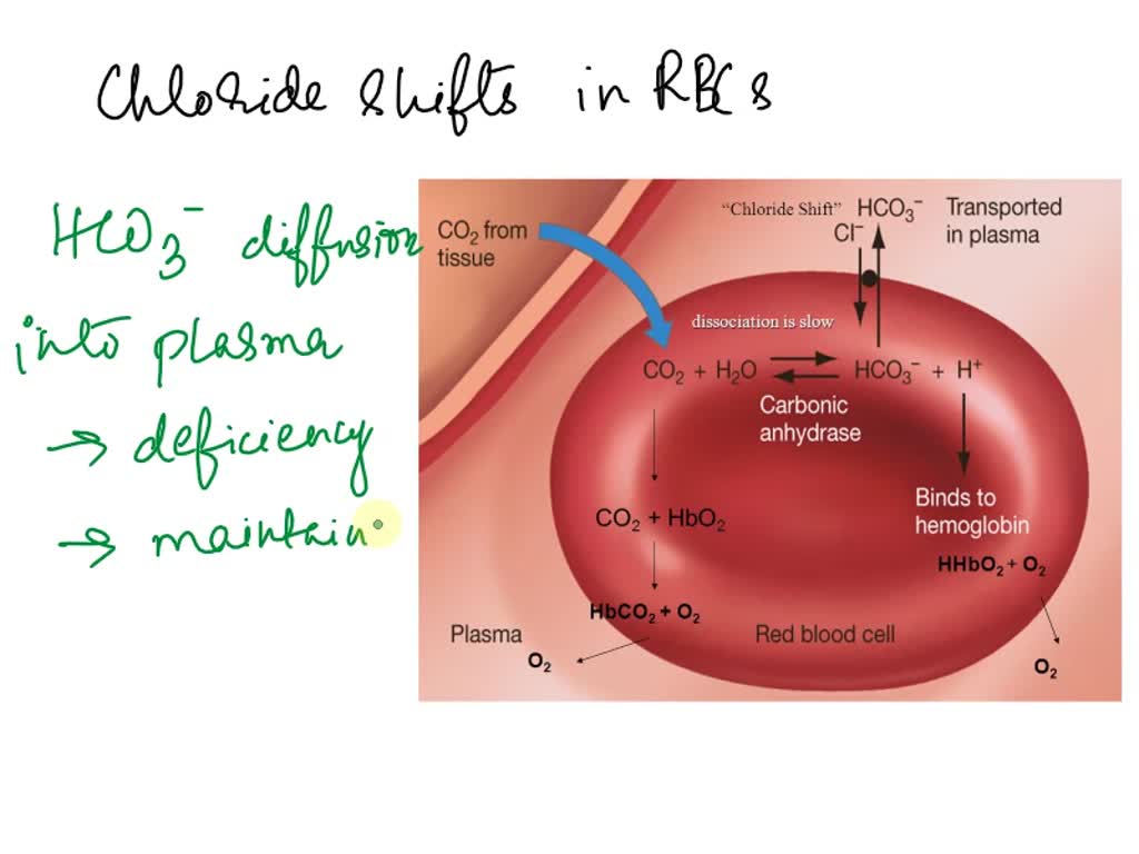 SOLVED the chloride shift in red blood cells is The movement of