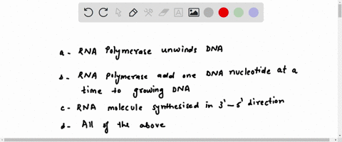 what-statement-is-correct-during-transcription-a-rna-polymerase-unwinds-dna-b-rna-polymerase-adds-one-dna-nucleotide-at-a-time-to-a-growing-dna-c-rna-molecules-synthesised-in-3-5-direction-d-28881