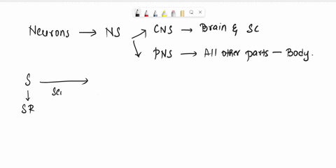motor-unit-refers-to-a-single-motor-neuron-plus-all-the-muscle-fibers-it-innervates-a-single-muscle-fiber-plus-all-of-the-motor-neurons-that-innervate-it-ail-of-the-motor-neurons-supplying-a-12346