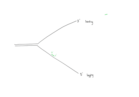 draw-diagram-of-a-replication-bubble-that-shows-two-replication-forks-mark-them-clearly-and-indicate-all-of-the-following-for-one-of-the-replication-forks-newly-synthesized-leading-and-laggi-50852