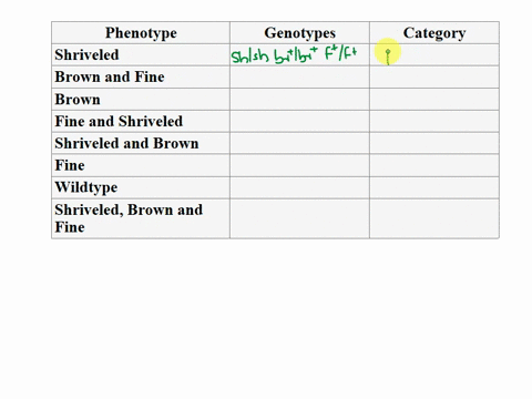 two-different-pure-breeding-lines-of-corn-were-obtained-with-a-tester-that-was-homozygous-recessive-for-the-three-genes-the-parentals-shrivelled-sh-sh-br-br-f-f-and-brown-and-fine-sh-sh-br-b-00337
