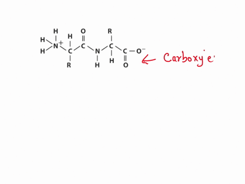 section-4-2-points-very-short-proteins-are-referred-to-as-peptides-shown-below-is-the-chemical-structure-short-peptide-consisting-of-2-amino-acids-the-side-chains-r-groups-are-indicated-as-r-87859