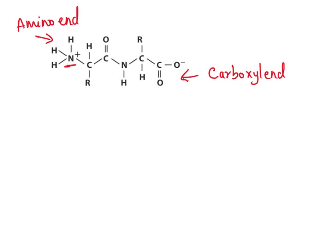 SOLVED: Section 4 (2 points) Very short proteins are referred to as ...