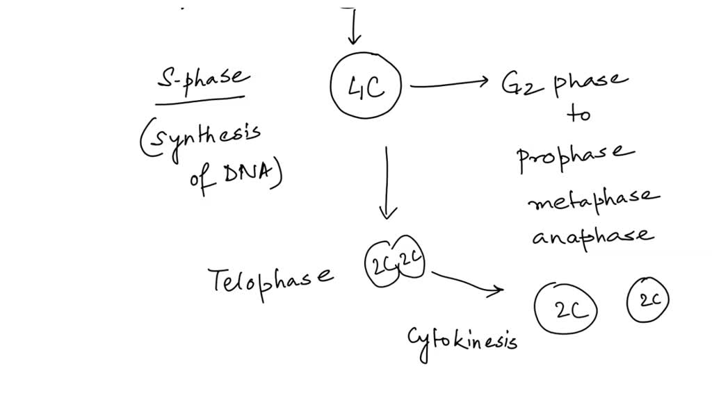 SOLVED: If the DNA content of a diploid cell in the G1 phase of the ...