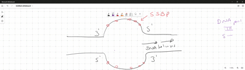 draw-or-label-a-diagram-of-a-dna-molecule-undergoing-replication-and-describe-the-process-of-replication-in-both-the-leading-and-lagging-strands-you-should-know-what-a-replication-bubble-loo-72049
