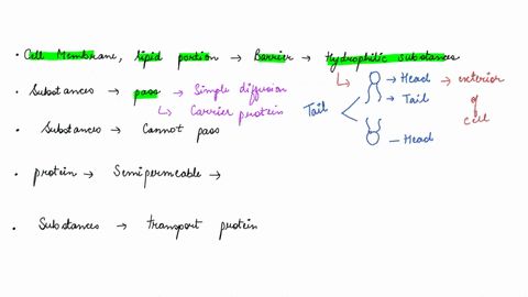 in-a-cell-membrane-explain-why-the-lipid-portion-of-the-bilayer-serves-as-a-barrier-to-hydrophilic-substancessolutes-what-types-of-substances-are-able-to-pass-through-the-phospholipid-bilaye-45756
