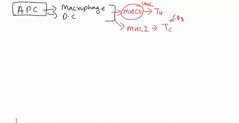 which-of-the-following-is-an-antigen-presenting-cell-found-in-the-skin-antige-a-dendritic-cell-b-cd4-c-cd8-d-il-2-what-is-a-consequence-of-plasma-membrane-damage-to-the-mitochondria-a-reduct-02817