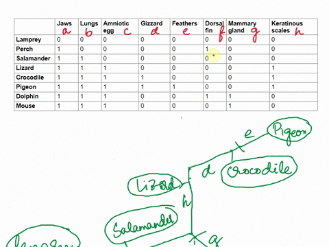 construct-cladogram-using-the-data-in-the-table-below-map-the-features-onto-the-cladogram-take-photo-of-your-cladogram-to-upload-or-scan-it-for-upload-derived-traits-amniotic-gizzard-feather-97293