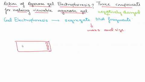 1-describe-the-action-of-agarose-gel-electrophoresis-how-does-the-dna-run-through-the-gel-2-what-are-the-three-components-necessary-for-making-a-viewable-agarose-gel-55181