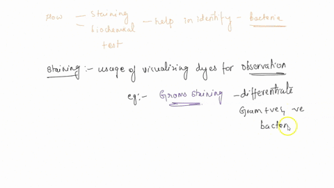 question-describe-how-staining-and-biochemical-tests-are-used-to-identify-bacteria-80708