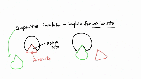 which-of-the-following-is-not-true-for-a-competitive-inhibitor-a-it-occupies-the-active-site-b-it-cannot-be-converted-to-the-products-c-it-has-a-structure-similar-to-the-substrate-d-increasing-the-sub
