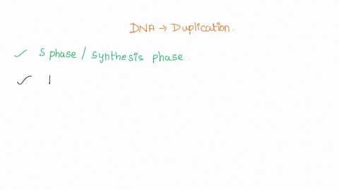during-which-phase-does-a-cell-duplicate-its-dna-78594