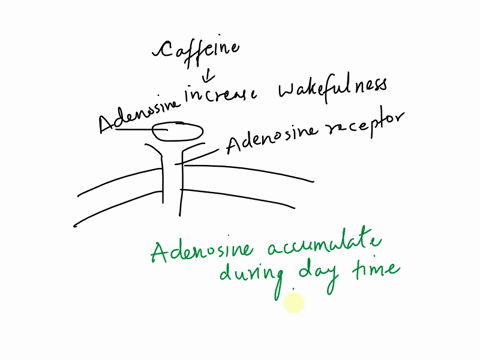 15a-2pts-caffeine-increases-wakefulness-by-binding-to-the-adenosine-receptor-to-increase-wakefulness-adenosine-ligand-accumulates-during-the-daytime-eventually-causing-sleepiness-in-two-sent-10254