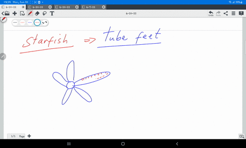 describe-the-various-functions-of-tube-feet-66747