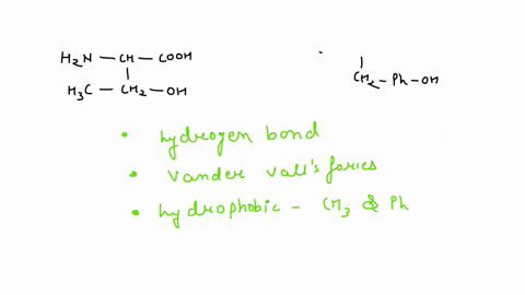 what-types-of-tertiary-structure-interactions-would-you-expect-between-the-following-pairs-of-amino-acids-a-threonine-and-tyrosine-b-glutamic-acid-and-histidine-c-leucine-and-phenylalanine-14269