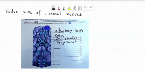 [GET ANSWER] The Cranial Nerves are 12 pairs of nerves that enter/exit ...