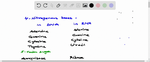 like-dna-rna-contains-four-nitrogenous-bases-three-of-them-are-the-same-as-those-found-in-dna-the-one-that-is-different-is-called-the-five-carbon-sugar-in-rna-is-called-13942