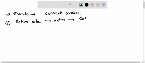 put-the-following-events-that-are-associated-with-the-cross-bridge-muscle-contraction-cycle-in-the-correct-order-the-first-statement-is-the-active-site-on-the-actin-is-exposed-as-calcium-ion-44284
