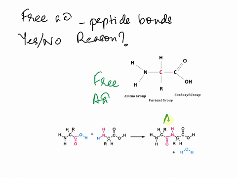 do-free-amino-acids-have-peptide-bonds-explain-why-or-why-not-10248