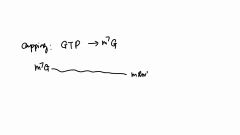 briefly-describe-which-ribonucleotides-are-used-in-capping-and-polyadenylation-and-how-the-ribonucleotides-are-used