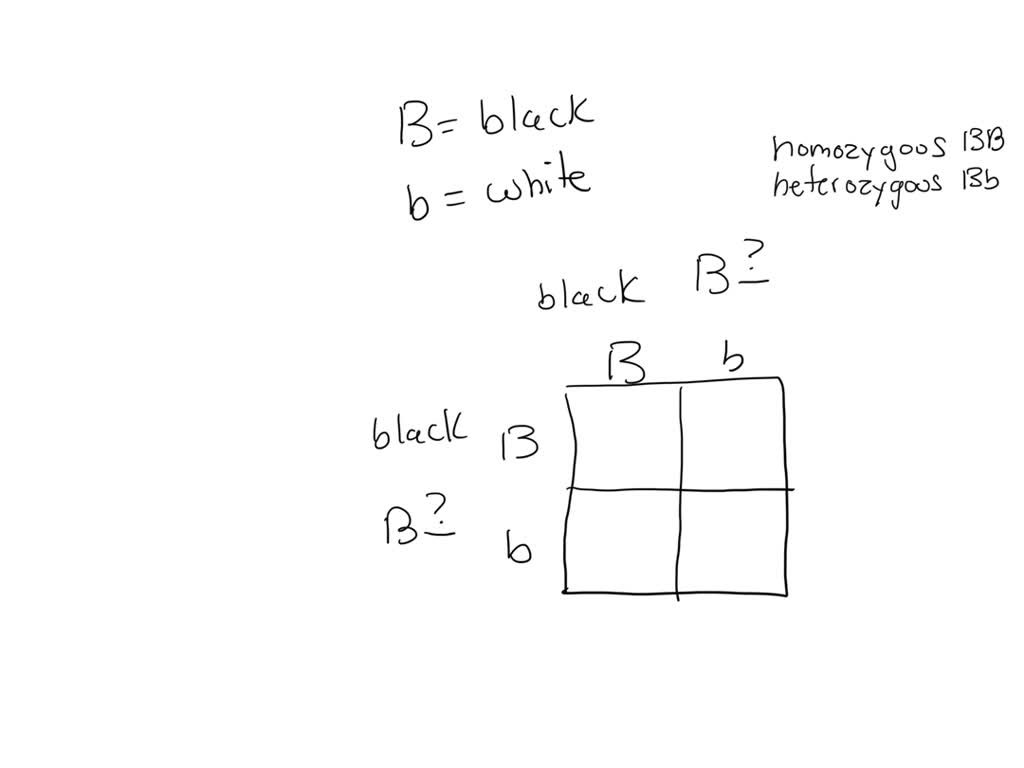 SOLVED: 'In The Punnett Square, Fill In The Shaded Boxes With The ...