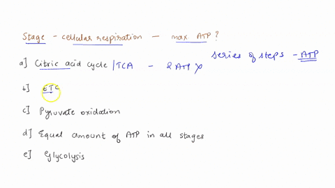 which-stage-of-cellular-respiration-produces-the-most-atp-the-citric-acid-cycle-b-the-electron-transport-chain-including-the-work-of-atp-synthase-pyruvate-oxidation-atpis-produced-in-approxi-23798