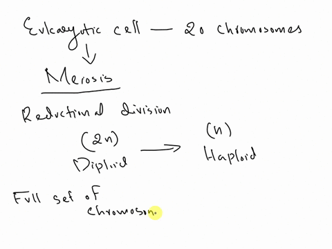 if-a-eukaryotic-cell-has-20-chromosomes-and-it-undergoes-meiosis-how-many-cells-will-result-and-how-many-chromosomes-will-they-containa-4-diploid-cells-each-with-20-chromosomesb-haploid-cell-94254