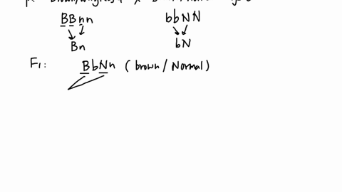 2-you-are-doing-the-female-experiment-parent-is-brown-with-the-fruit-fly-in-the-p-generation-in-the-f-and-wingless-and-the-you-cross-two-true-breeding-flies_-generation-are-generation-brown-78493