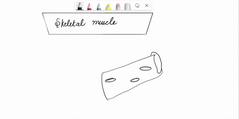 Label the components of skeletal muscle tissue. Not all...
