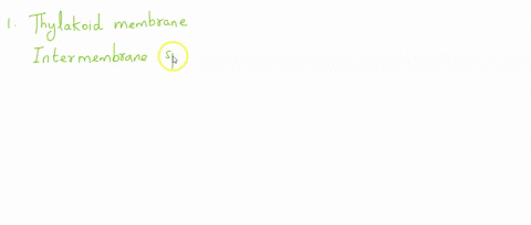 structure_of-the-chloroplast-the-chloroplast-has-the-membranes-covering-il-the-space-between-them-is-space-just-like-you-find-cytoplasm-inside-cell_-and-matrix-inside-mitochondrion-you-will-21873