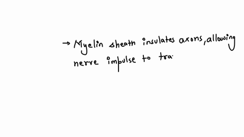 all-of-the-following-are-associated-with-the-myelin-sheath-except-a-faster-conduction-of-nerve-impulses-b-nodes-of-ranvier-forming-gaps-along-the-axon-c-increased-magnitude-of-the-potential-difference