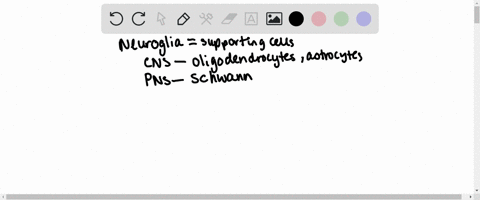 7-which-of-the-following-is-the-neuroglia-of-the-peripheral-nervous-system-select-one-astrocytes-b-schwann-cells-oligodendrocytes-d-all-of-the-above-of-3-23-put-the-following-steps-of-an-act-51692