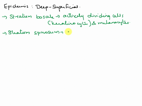list-the-five-layers-of-epidermis-from-deep-to-superficial-what-are-the-distinctive-features-of-each-02766