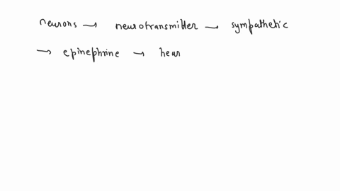which-of-thc-following-ncurons-mos-likcly-to-b-adrcncrgic-postganglionic-somatic-motor-postganglionic-parasympathetic-preganglionic-sympathetic-posiganglionic-sympathetic-preganglionic-paras-60474