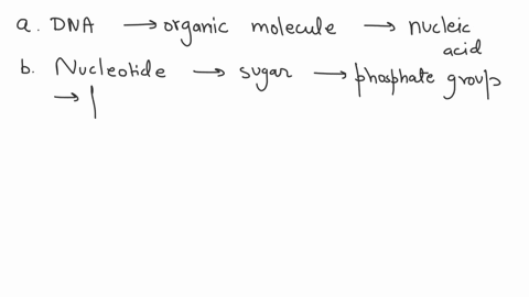 storage-of-genetic-information-paragraph-2keyboard-navigable-alternate-version-the-genetic-information-of-an-organism-is-stored-in-the-chemical-structure-of-the-dna-complete-the-following-pa-20313