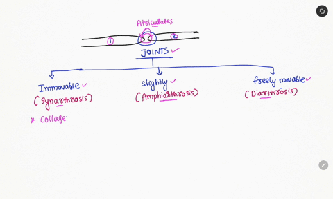 how-would-you-classify-an-articulation-between-two-flat-bones-joined-by-short-collagenous-fibers-that-allows-little-movement-21294