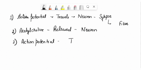 starting-at-the-neuromuscular-junction-with-the-release-of-the-specific-neurotransmitter-discussexplain-the-excitation-to-contraction-coupling-for-the-proteins-involved-in-the-sliding-filame-10103