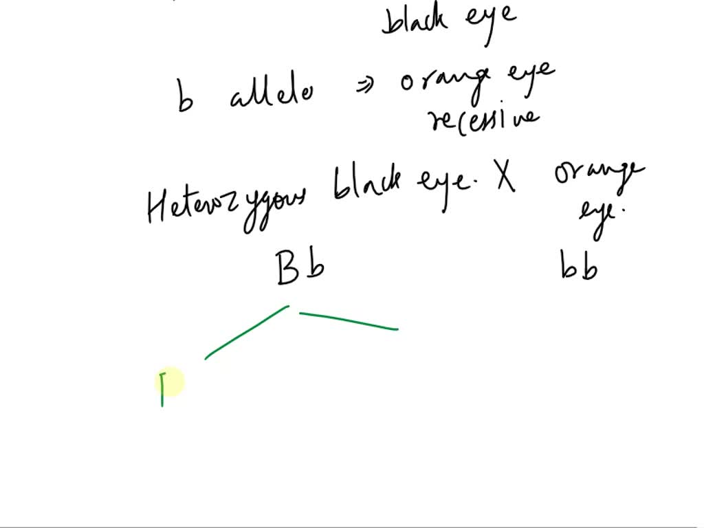 SOLVED If B represents the allele for black eyes (dominant) and b