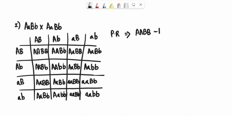 2-a-cross-between-a-two-aabb-x-aabb-organisms-occurred-what-will-be-the-phenotypic-ratio-of-the-probable-show-your-punnett-square-a-131-c-9331-b-31-d-88-3-in-the-same-cross-between-aabb-x-aa-52452
