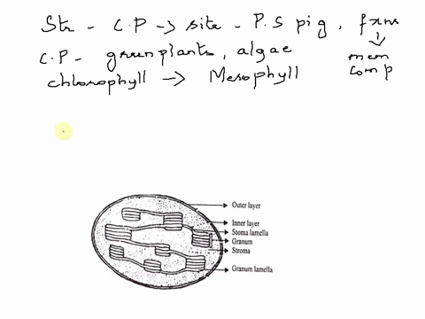 describe-the-structure-of-a-chloroplast-and-indicate-the-functions-of-its-membranes-and-compartments-including-where-chlorophyll-and-the-photosynthetic-machinery-are-contained-56829