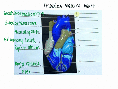 labcl-the-cxternal-hcant-scncnurcs-figure-34-eove-sulcus-5ucu-figure-3i-extcrnal-hcart-anatomy-antcnor-vicw-6-fosterior-vicw-94116