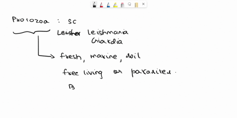 which-of-the-following-is-false-regarding-protozoa-they-are-multicellular-organisms-they-are-mlcroscopic-they-are-single-celled-d-they-include-many-forms-protozoa-are-classified-primarilly-o-50725