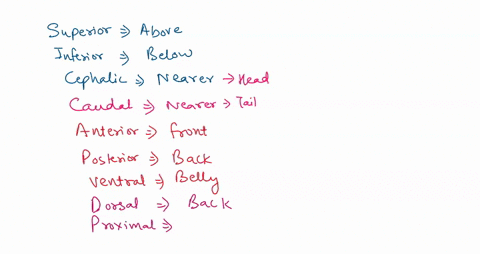 132-week1-docx-in-the-blanks-the-head-b-the-gluteal-region-region-the-brachial-region-region-4-the-digits-are-regions-the-mental-region-is-the-abdomen-to-the-lumbar-to-the-sternal-t0-the-ant-51936