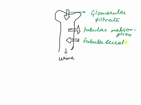 7-three-nephron-processes-are-responsible-for-producing-urine-on-the-simplificd-diagram-below-label-cach-of-these-3-processes-on-the-bold-tabel-tines-afferent-arteriole-glomerular-capillaric-43092